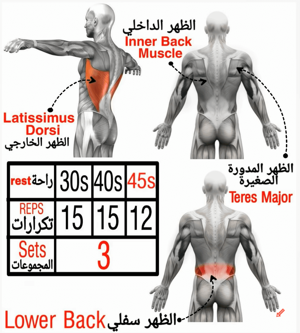 تمرين الظهر