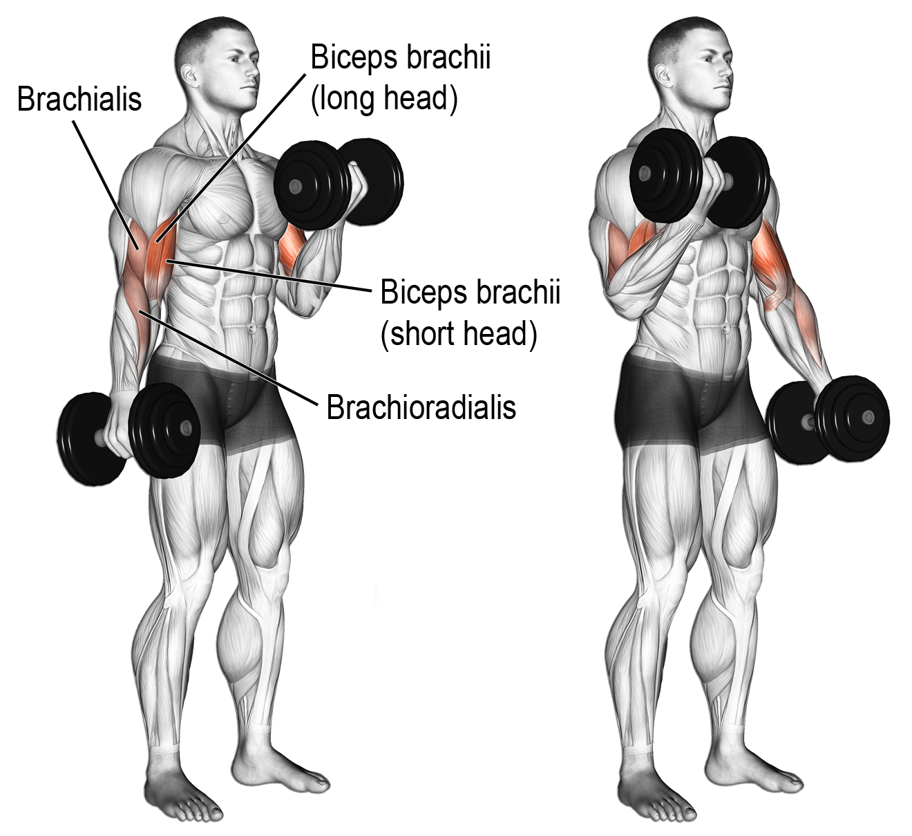 DUMBBELL alternate bicep curl تمارين الباي