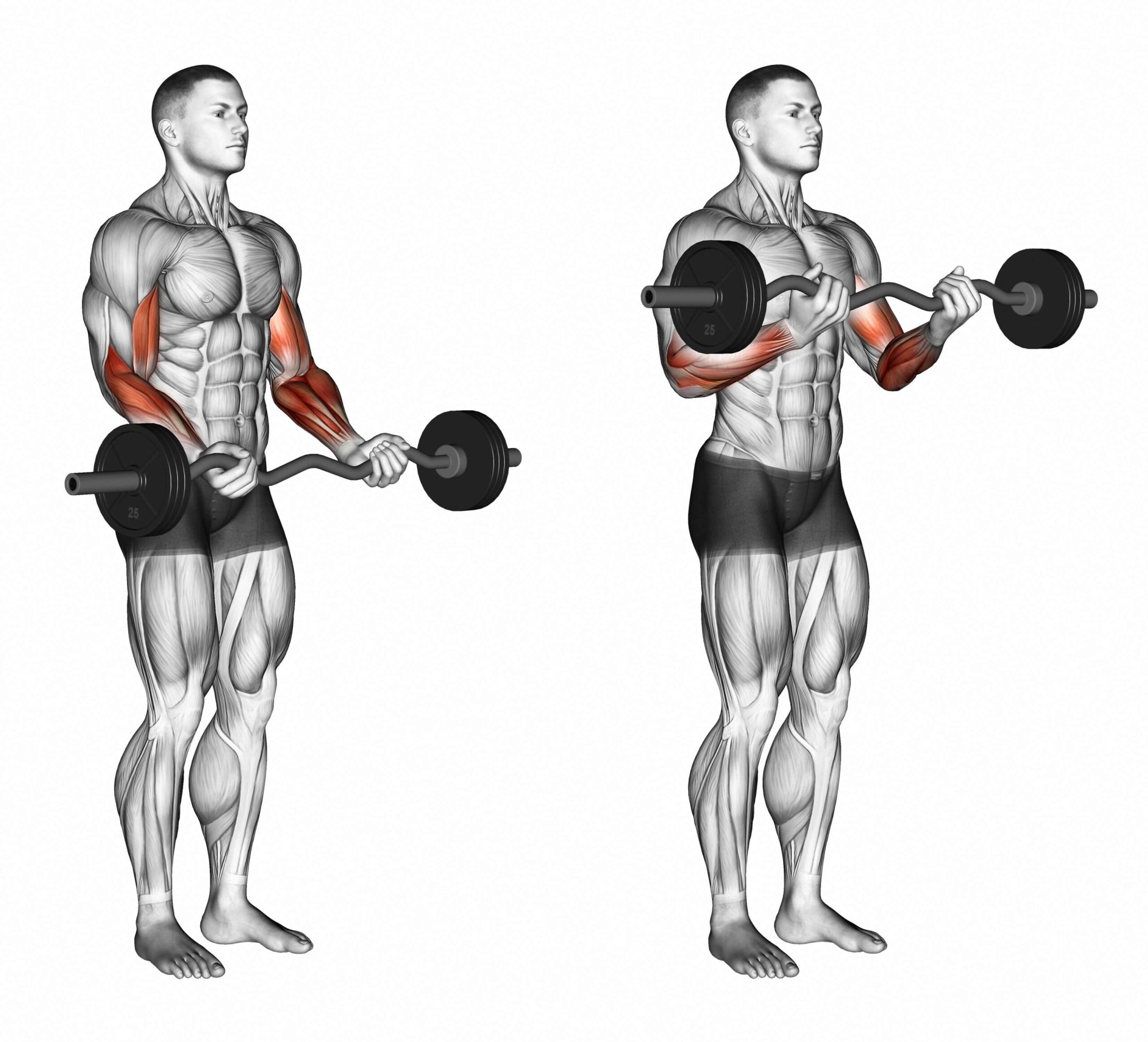 EZ-bar curl تمارين الباي