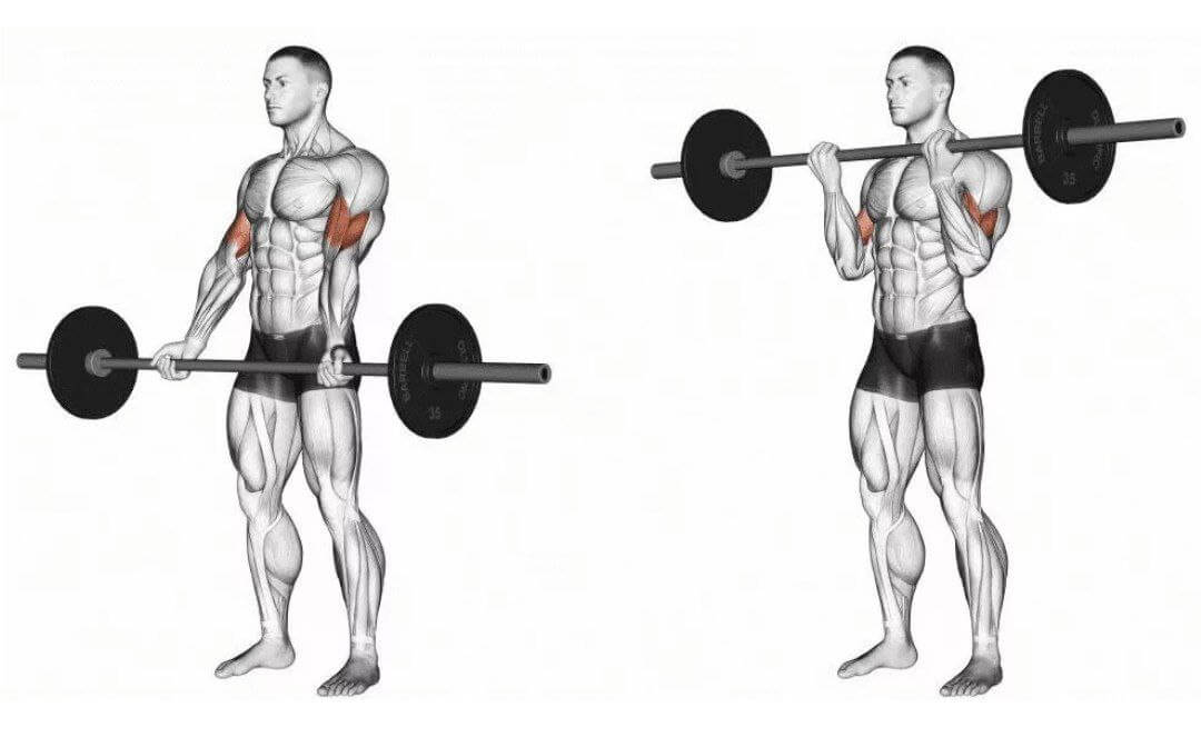 Wide - grip standing barbell curl